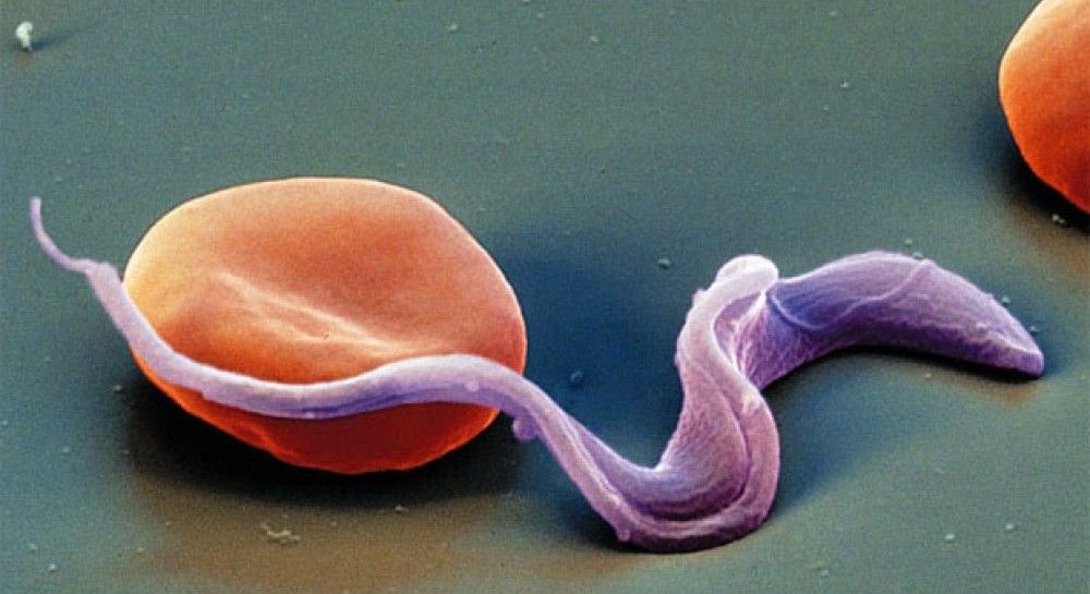 токсоплазмоз у кошек