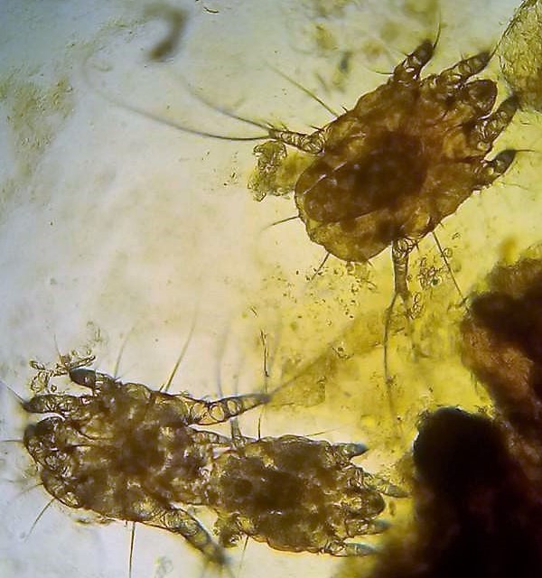 Ушной клещ(Otodectes cynotis)