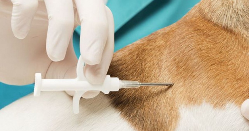 Чипирование собак и кошек
