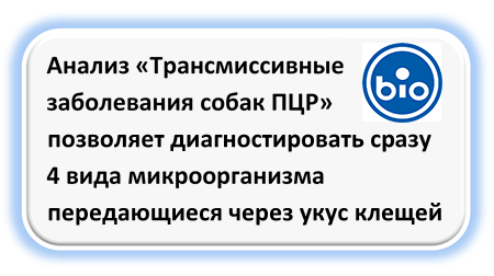 Анализ «Трансмиссивные заболевания собак ПЦР» позволяет диагностировать сразу 4 вида микроорганизма передающиеся через укус клещей