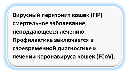 virusnii peritonit koshek.png